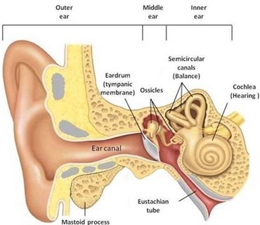 Ossiculoplasty
